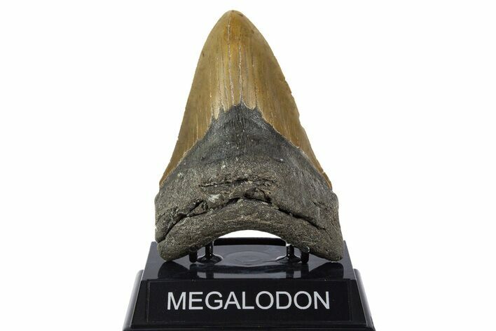 Serrated, Fossil Megalodon Tooth - North Carolina #346319
